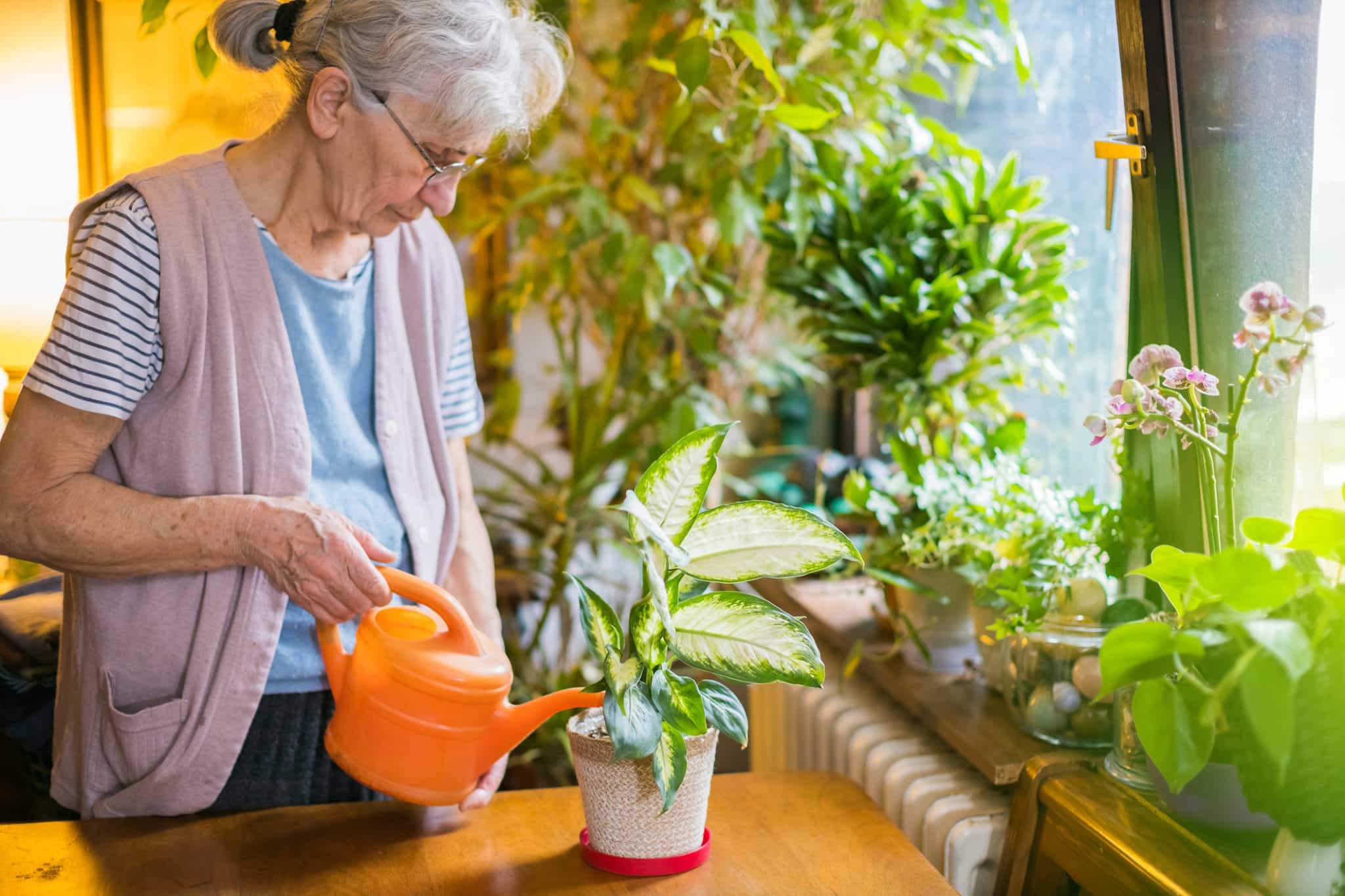 Indoor Gardening for Seniors: How to Get Started
